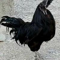 خروس آیاسمانی