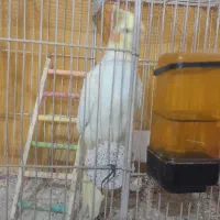 جوجه عروس هلندی|پرنده|چناران, |دیوار