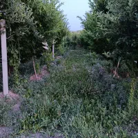 فروش باغچه درعربلوی دره|فروش زمین و ملک کلنگی|نوشین شهر, |دیوار