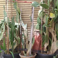 کاکتوس آپونتیا