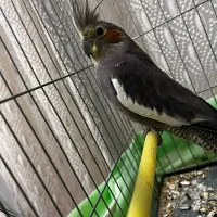 عروس هلندی|پرنده|تنکمان, |دیوار