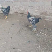 خروس بچه|حیوانات مزرعه|مرند, |دیوار