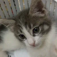 گربه بازیگوش دوماهه رایگان