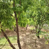 فروش-زمین-باغی-پاکانال-مادر