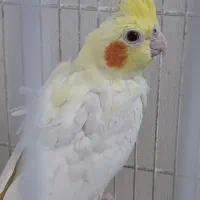 جوجه عروس هلندی