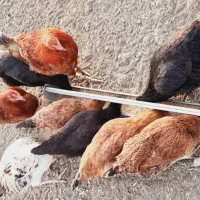 جوجه های فره|حیوانات مزرعه|مرادلو, |دیوار