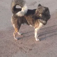 سک مخصوص نگهبانی