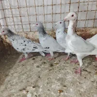 ادرس الوند|پرنده|الوند, |دیوار