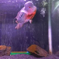 ماهی فلاور خاص و تک