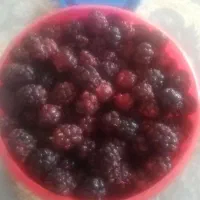 شاتوت تازه کیفیت عالی