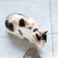 واگذاری گربه اهلی