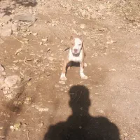 توله پیتبول|سگ|تربتحیدریه, پائین ولایت|دیوار