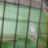 قناری نر|پرنده|سلماس, |دیوار