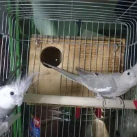 جفت عروس هلندی|پرنده|چاه مبارک, |دیوار