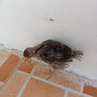 جوجه نژاد دار کاکلی