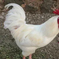 خروس|حیوانات مزرعه|درگهان, |دیوار