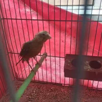 قناری ماده|پرنده|مبارکه, |دیوار