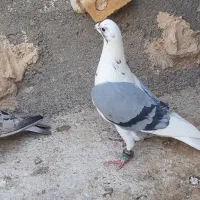 کفتر