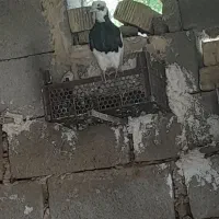 طوقی|پرنده|میمند, |دیوار