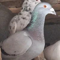کبوترکفتر|پرنده|آشخانه, |دیوار