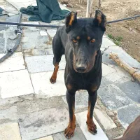 سگ دوبرمن