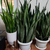 فروش گل خانگی