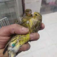 قناری سهره ماده