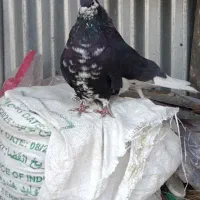 نرما ده شیرازی|پرنده|کرمان, |دیوار