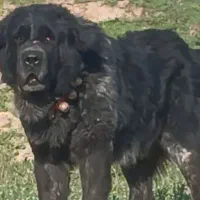 قهدریجانی نره با اصالت و همچی تمام|سگ|کرمان, |دیوار