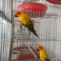 خورشیدی سان کانور ماده|پرنده|کاشمر, |دیوار