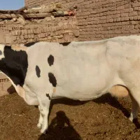 گاوشیری ابستن|حیوانات مزرعه|تربتحیدریه, بالا ولایت|دیوار