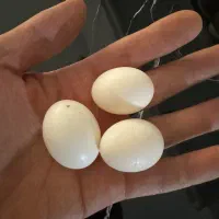 تخم کفتر|لوازم جانبی حیوانات|قدس, شهر‌قدس|دیوار