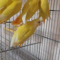 جوجه کوتوله اوپال سرنارنجی