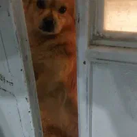 سگ پا کوتاه