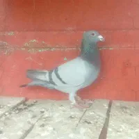 کبوتر مسافتی