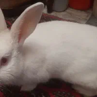 خرگوش نر برای فروش|موش و خرگوش|گرگان, |دیوار