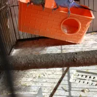 مرغ عشق مولد به شرط جوجه|پرنده|پاکدشت, پاکدشت (مامازند)|دیوار