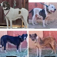 واگذاری ۵ عدد ماده درشت نگهبانی فحل اومدن