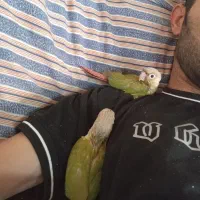 جوجه گرینچیک نرم خور و دونخور