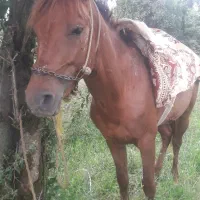 فروش نریان