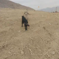 بز کهره دار|حیوانات مزرعه|درودزن, |دیوار