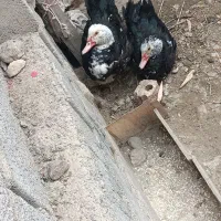 اردک اسرائیلی گوشتی