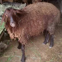 بره ماده سالم وباکیفیت ۳۸کیلویی