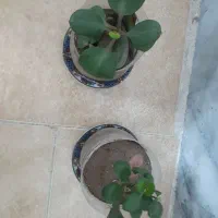 گلدون گل قاشقی کوچک دونه ای ۵۰۰۰۰ تومن|گل و گیاه طبیعی|سبزوار, توحیدشهر|دیوار