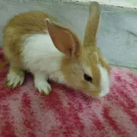 خرگوش کوچولو|موش و خرگوش|دزفول, |دیوار