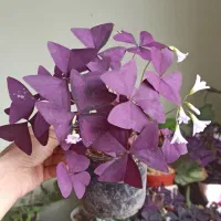 گل های آپارتمانی و‌ کود