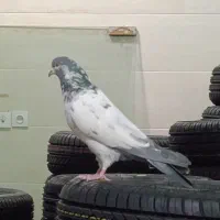 کبوتر پرشی|پرنده|خرمدره, |دیوار