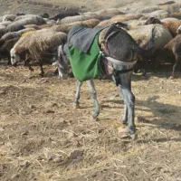 الاغ نر