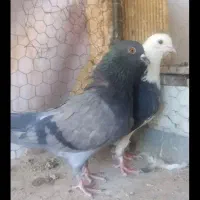 سرخ،سبز وشازده حسابی