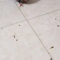 یک جفت زاغ کاکلی چشم سفید و یک جفت سرور و سفید